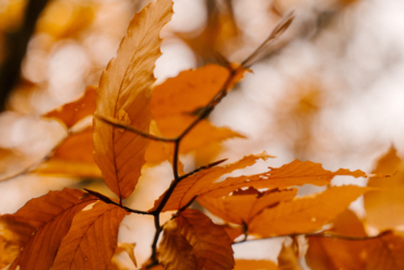 Otoño: Renueva tu energía